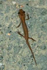 Lissotriton schmidtleri
