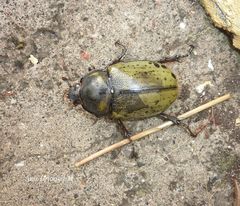 Dynastes hyllus