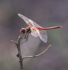 Sympetrum fonscolombii