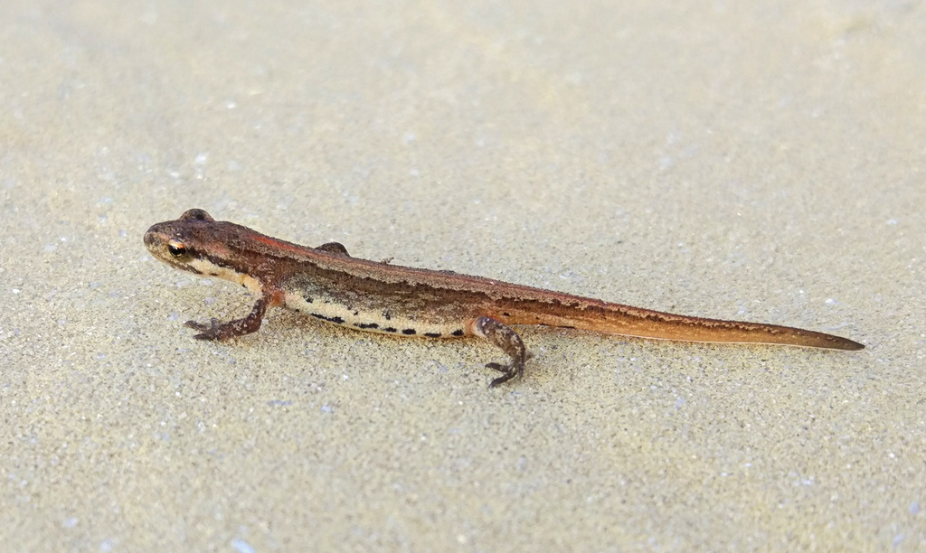 Schmidtler's Smooth Newt