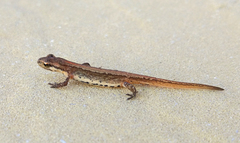 Lissotriton schmidtleri