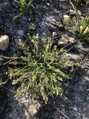 Phylica debilis debilis