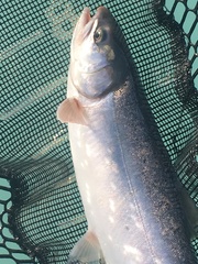 Salvelinus malma