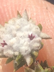 Phylica debilis debilis