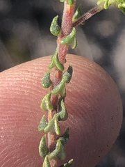 Phylica debilis debilis