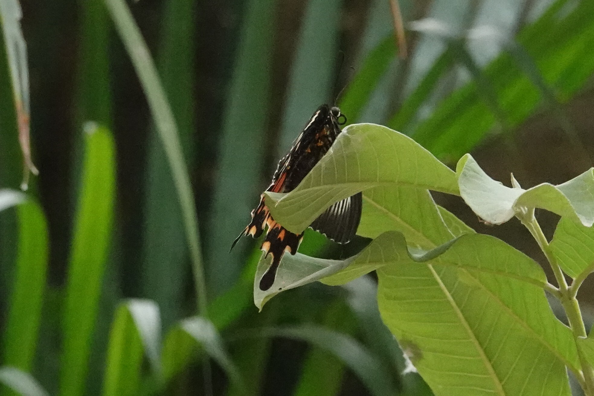 Common Mormon