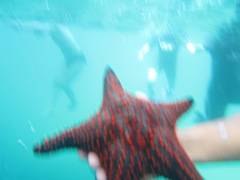 Pentaceraster cumingi