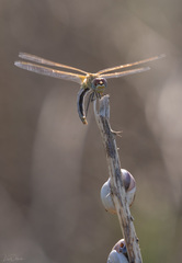Sympetrum fonscolombii