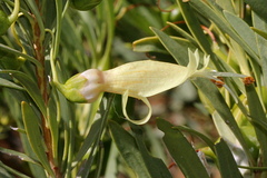 Eremophila maculata