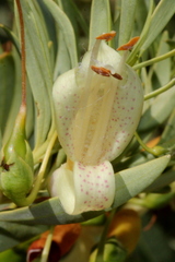 Eremophila maculata