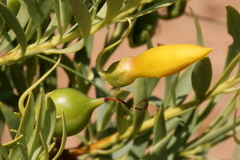 Eremophila maculata