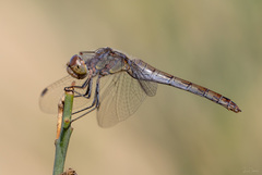 Sympetrum striolatum