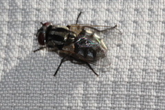 Musca vetustissima