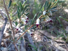 Conostephium pendulum