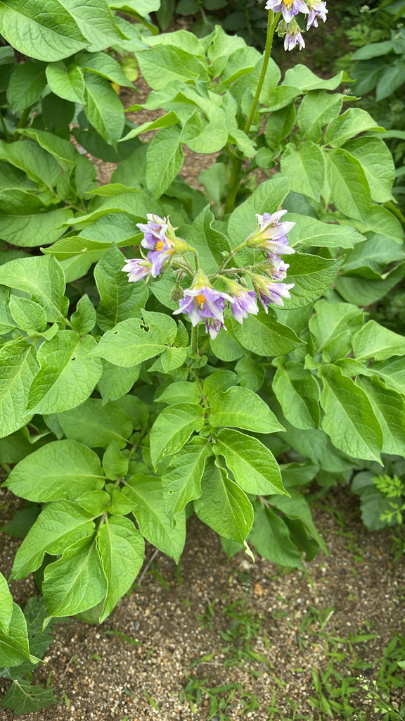 Solanum tuberosum