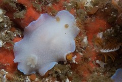 Doriopsilla capensis