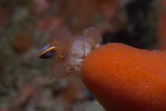 Pseudodromia rotunda