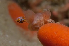 Pseudodromia rotunda