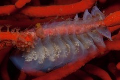 Zemiropsis papillaris