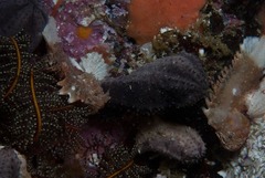 Coccotropsis gymnoderma