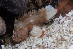 Coccotropsis gymnoderma