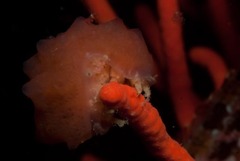 Pseudodromia latens