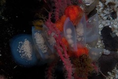 Zemiropsis papillaris