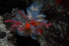 Zemiropsis papillaris