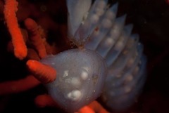 Zemiropsis papillaris