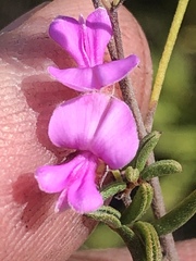 Indigofera concava