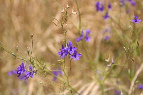 Forking Larkspur