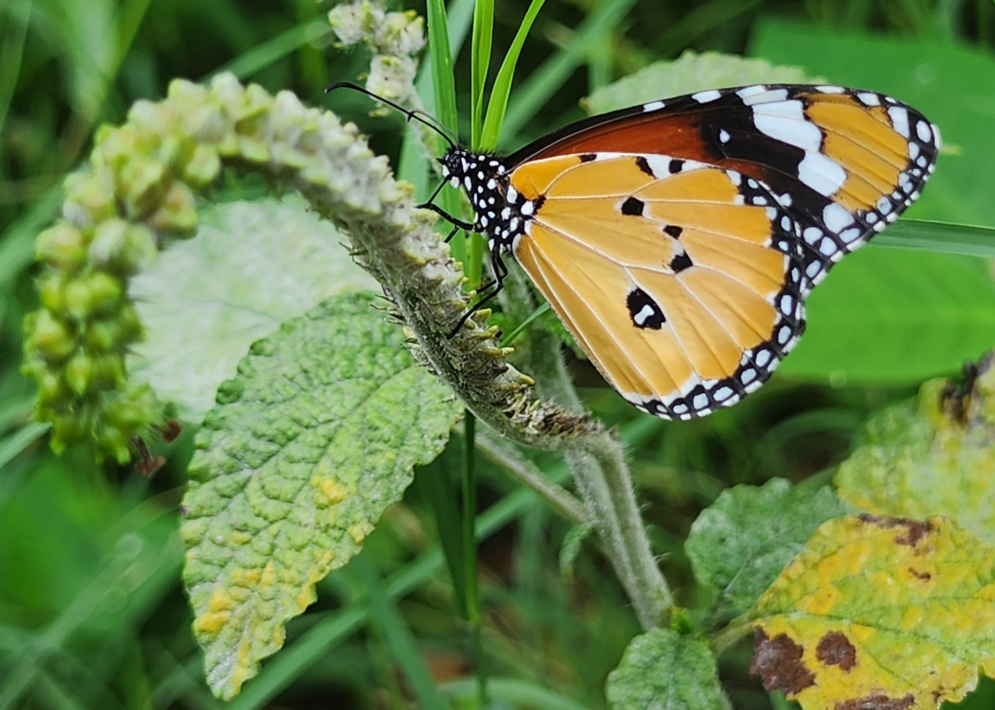 Plain Tiger