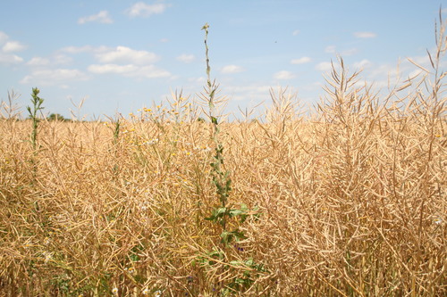 prickly lettuce