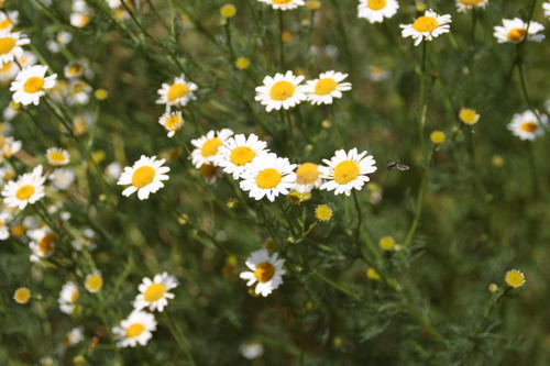scentless mayweed