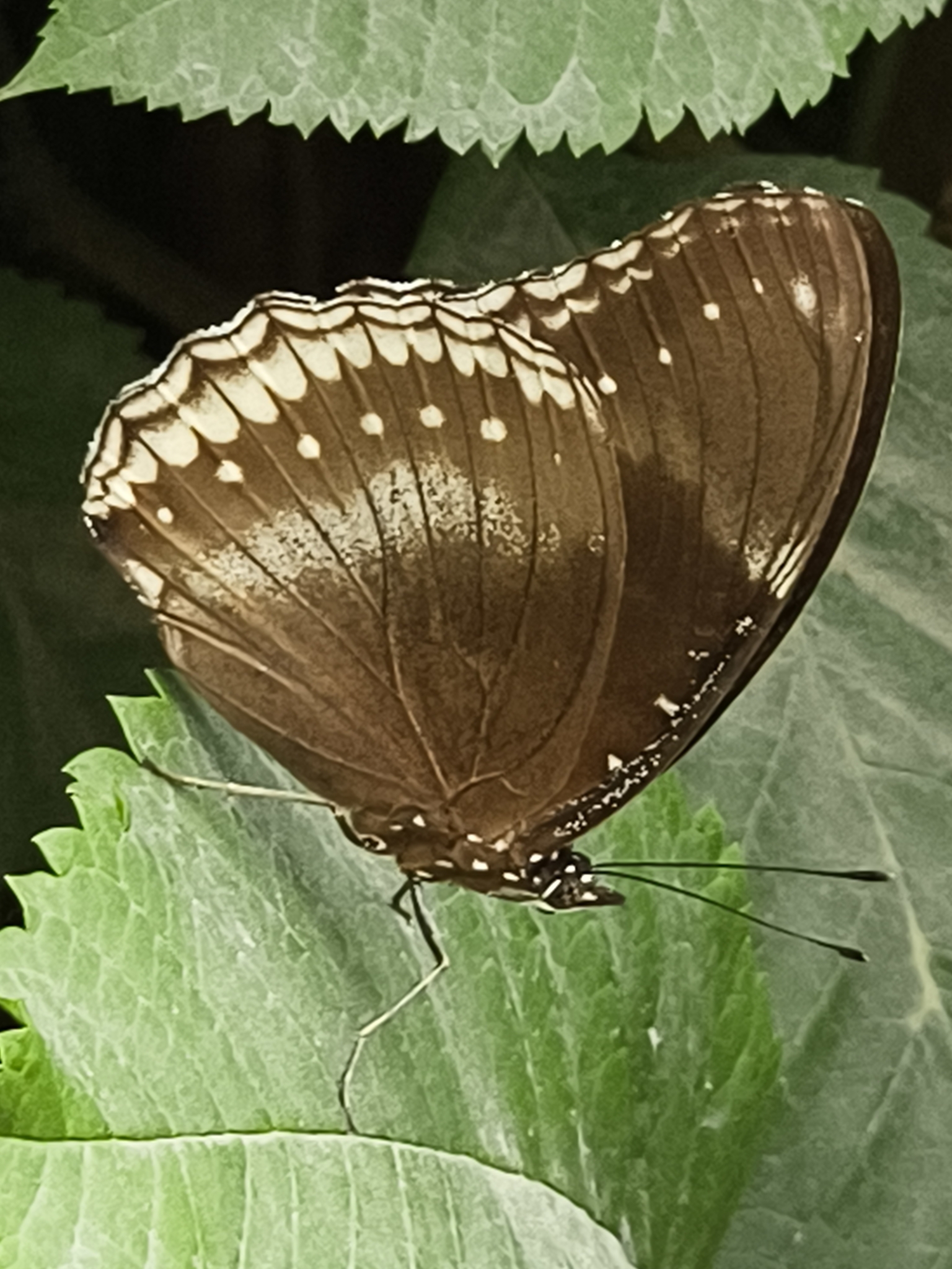 Great Eggfly