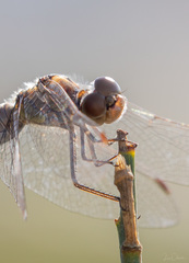 Sympetrum striolatum
