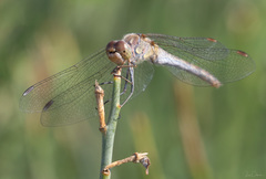 Sympetrum striolatum