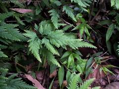 Selaginella anceps