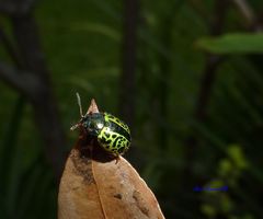 Calligrapha pantherina
