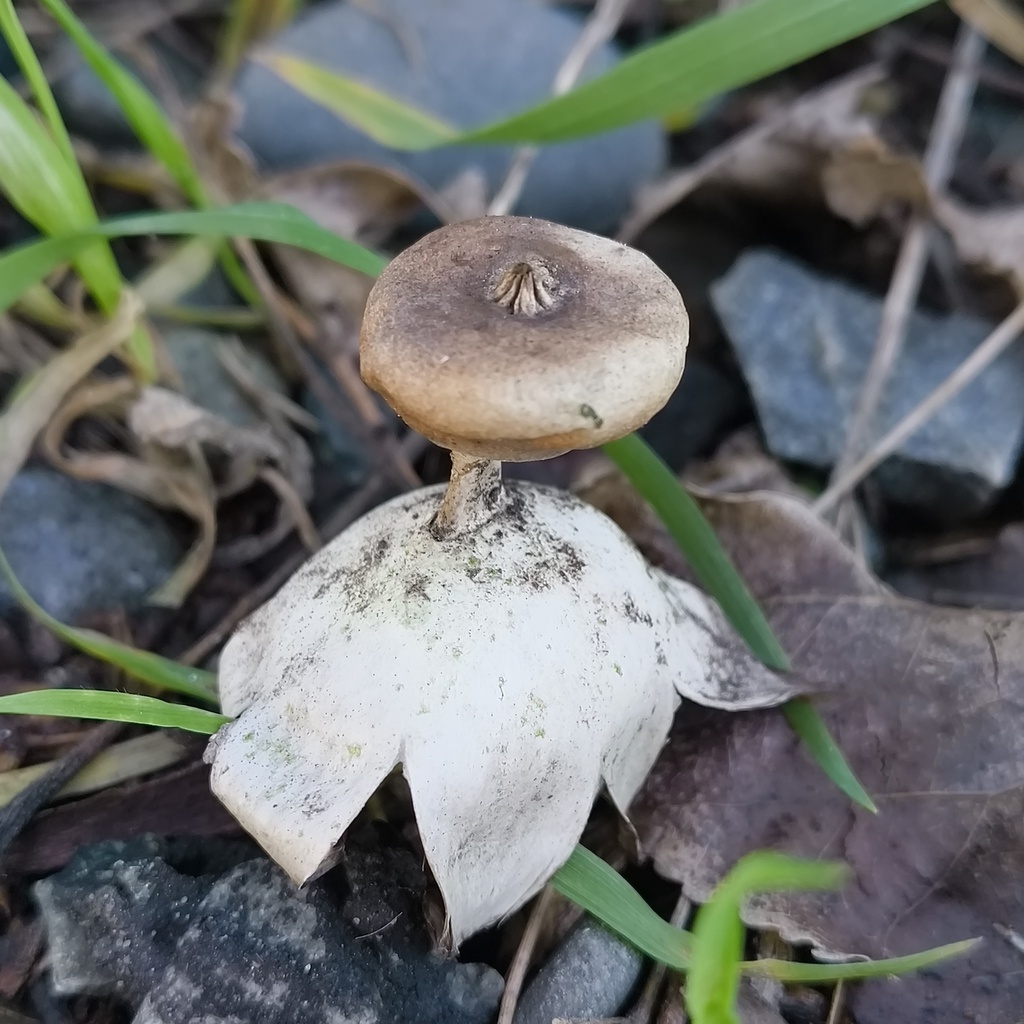 Geastrum tenuipes · June 2025 · photo: © zedt (iNaturalist, cc-by)