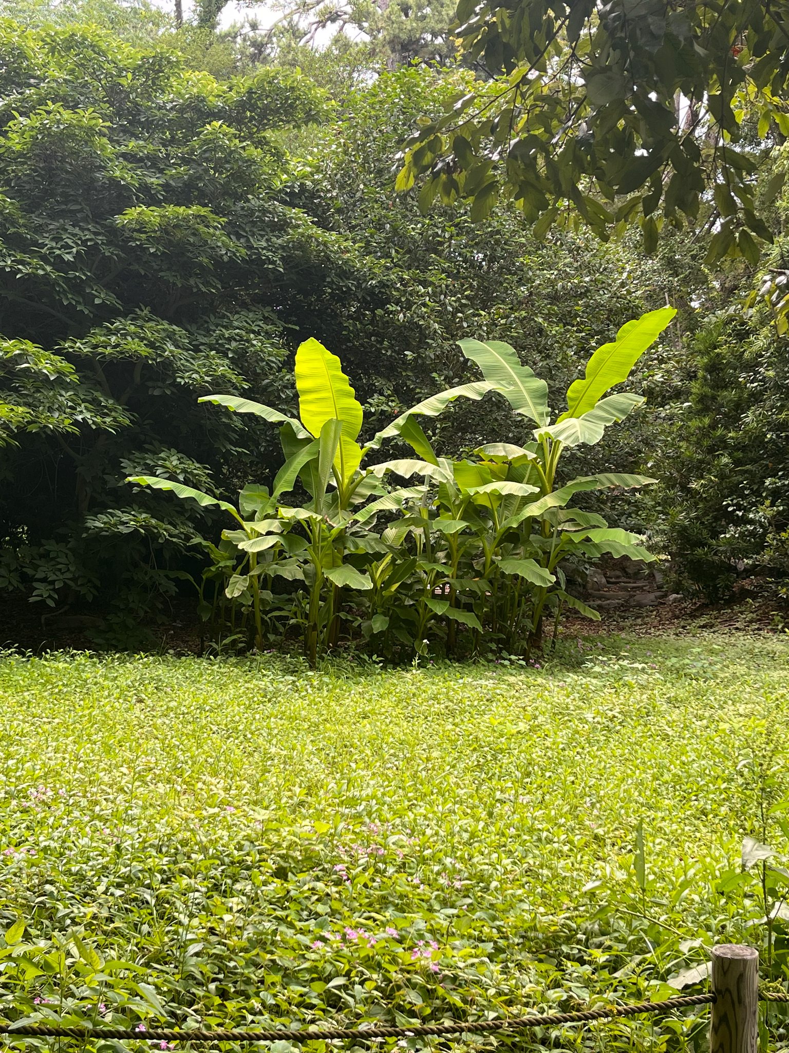 Japanese Banana (Musa basjoo)