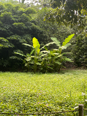 Japanese Banana (Musa basjoo)