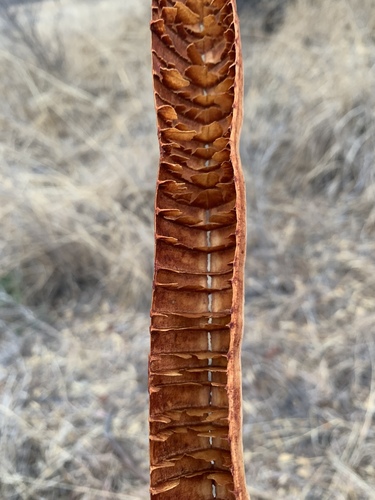 Cassia abbreviata subsp. beareana image