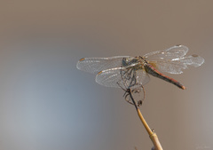 Sympetrum striolatum