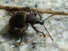 Otiorhynchus armadillo