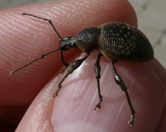 Otiorhynchus armadillo