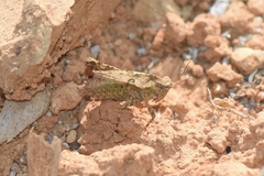 Tetrix japonica