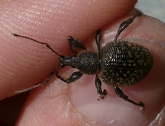 Otiorhynchus armadillo