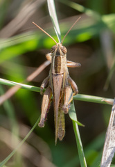 Eyprepocnemis plorans