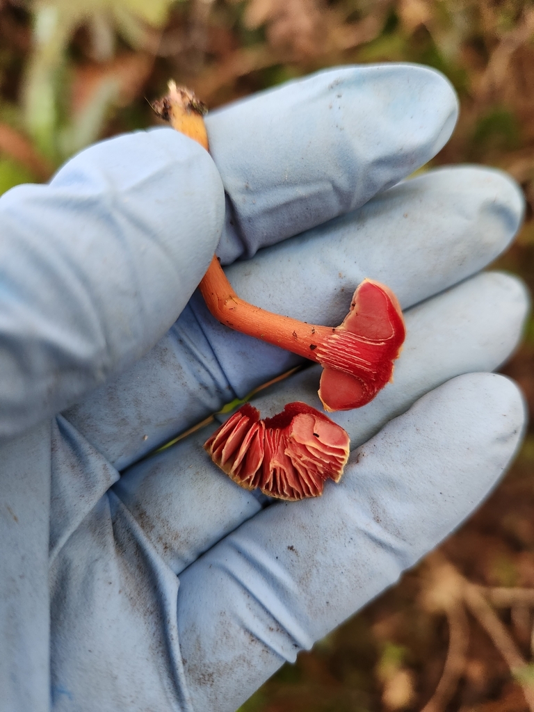 Hygrocybe rubrocarnosa · June 2025 · photo: © archie_tarn (iNaturalist, cc-by)
